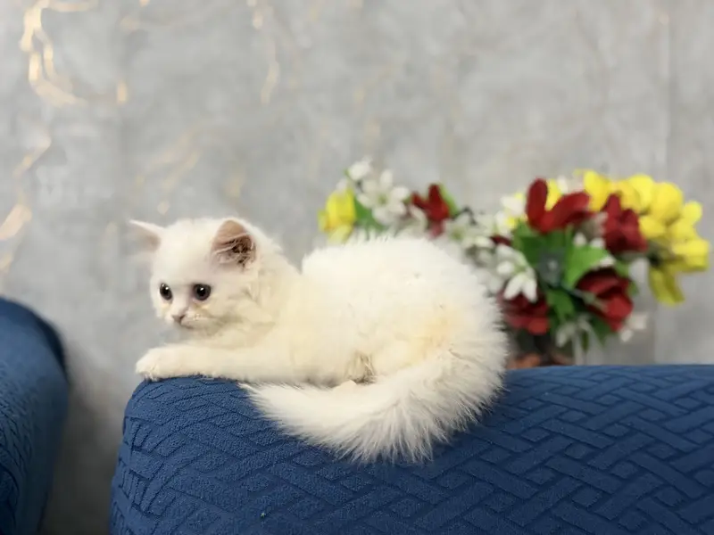 Female Kitten Persian 40-42 Days, Very Healthy And Playingful — photo 11