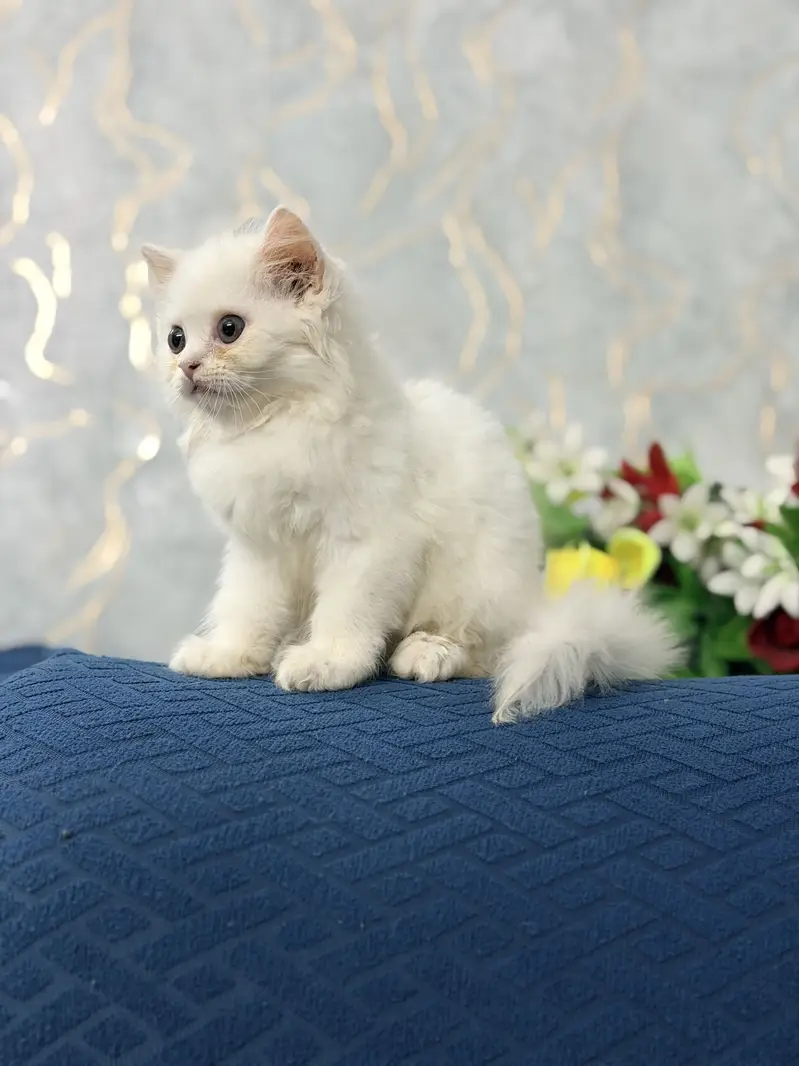Female Kitten Persian 40-42 Days, Very Healthy And Playingful — photo 12