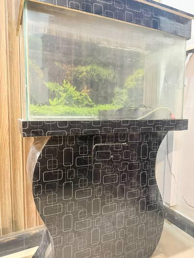fish aquarium