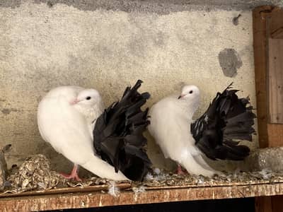 Black tail breeder pair