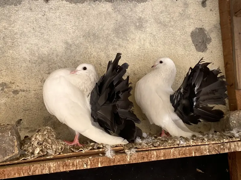 Black tail breeder pair — photo 2