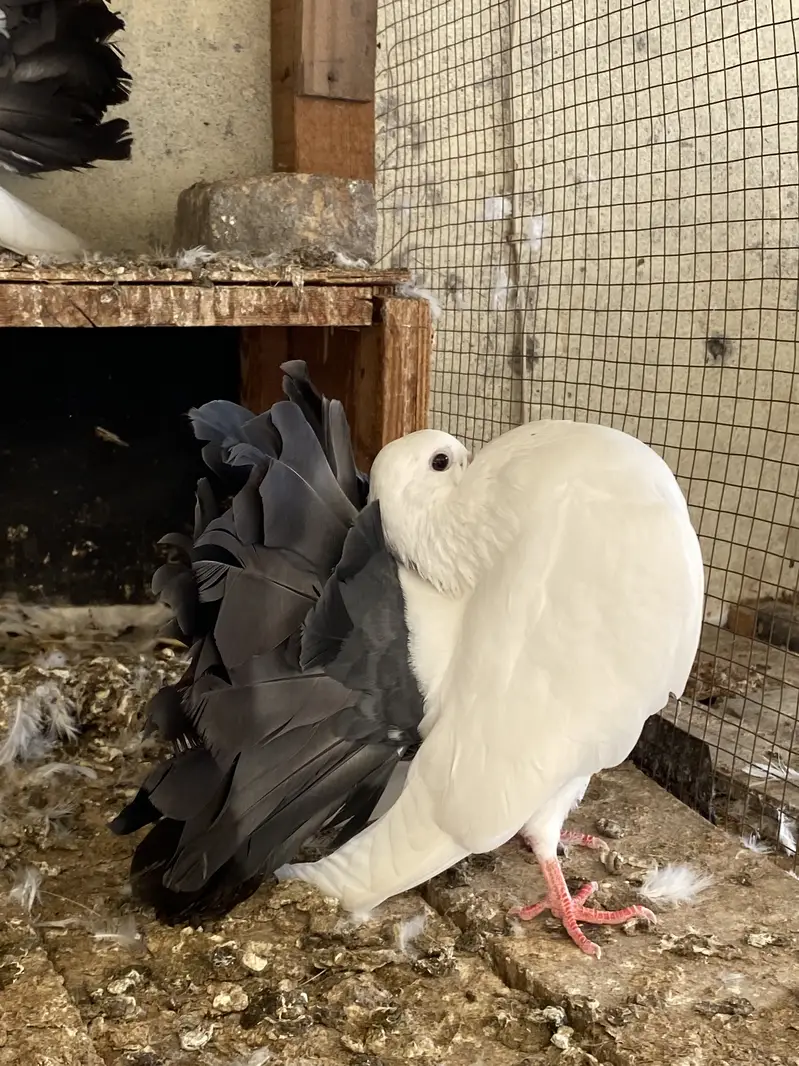 Black tail breeder pair — photo 3