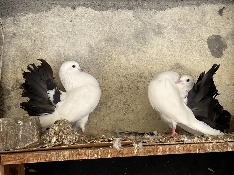 Black tail breeder pair — photo 5