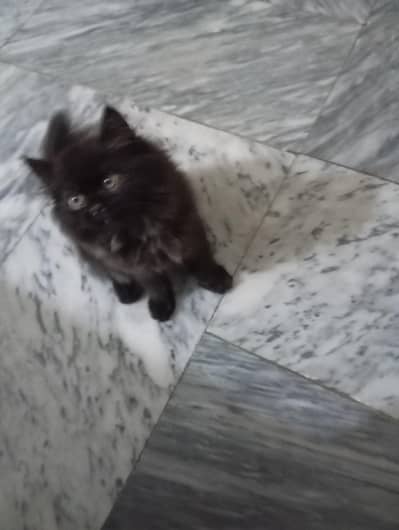 black triple coat