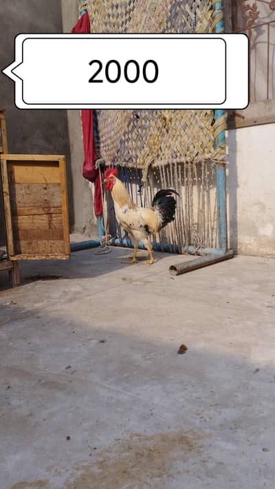 Hens for sale desi murga murgi per piece 2000  pair 4000 best quality