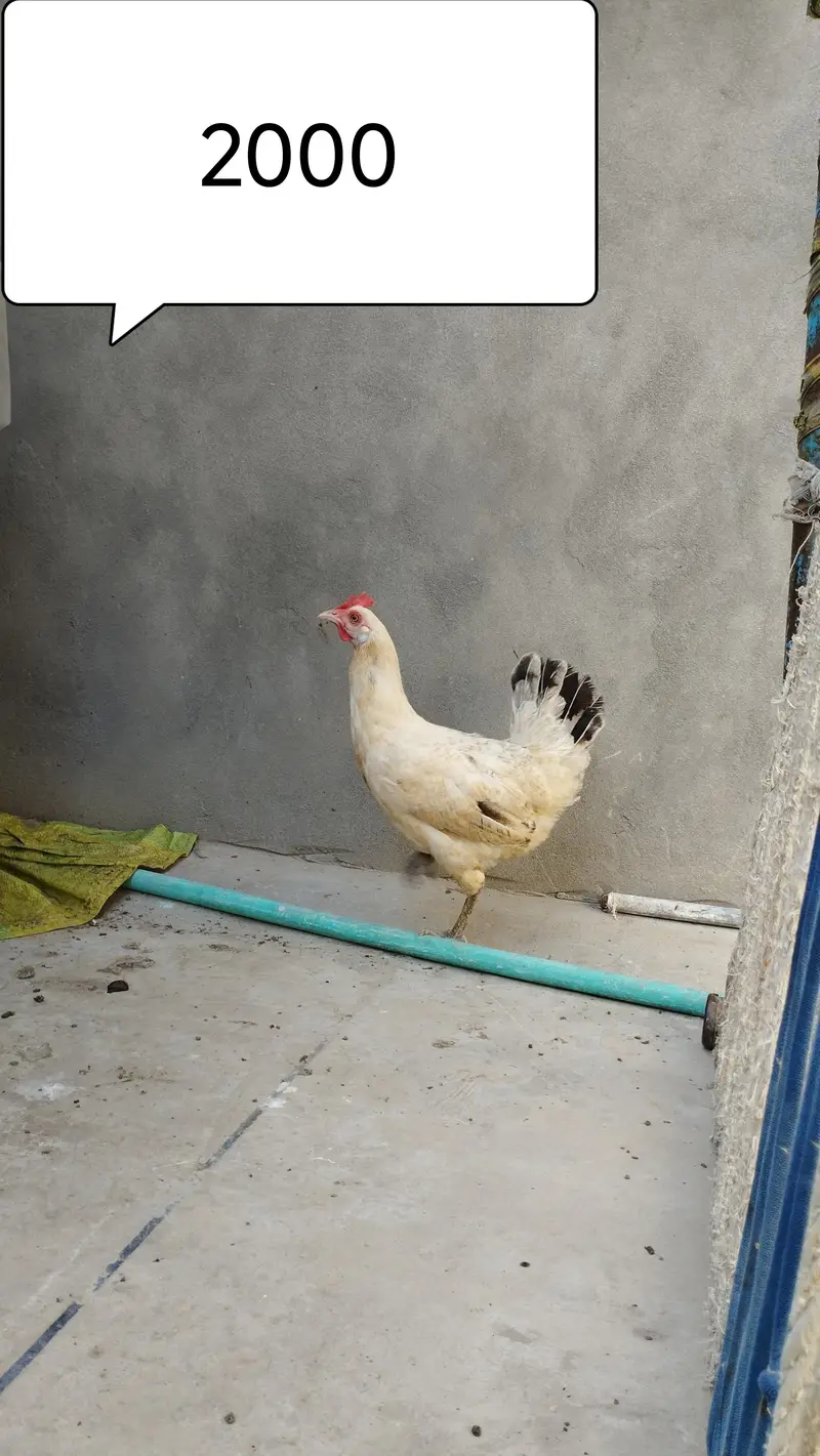 Hens for sale desi murga murgi per piece 2000  pair 4000 best quality — photo 2