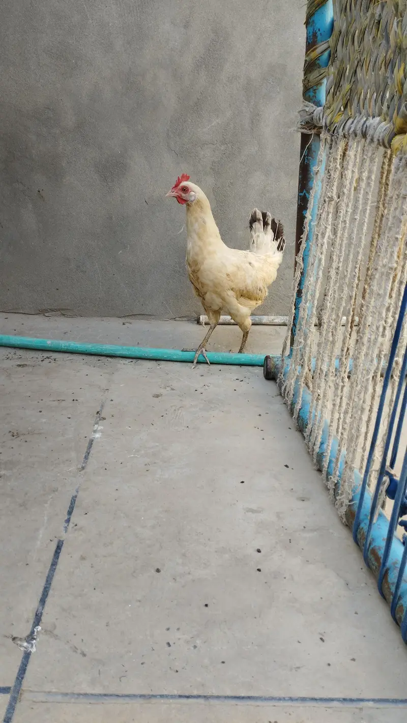 Hens for sale desi murga murgi per piece 2000  pair 4000 best quality — photo 4