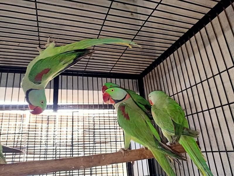 raw parrots 1