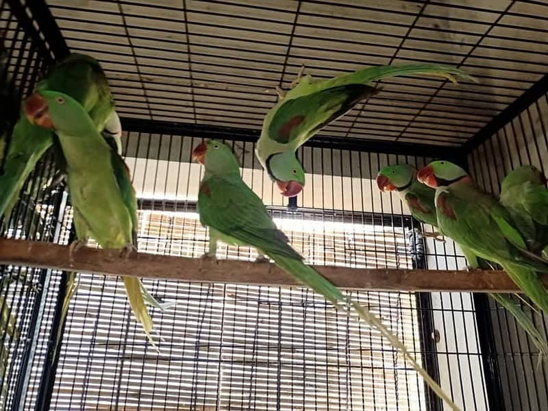 raw parrots 3
