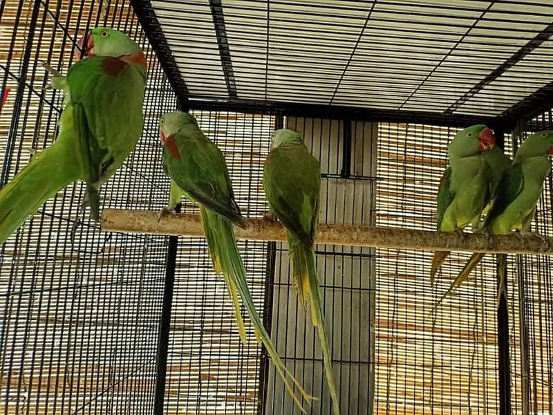 raw parrots 4