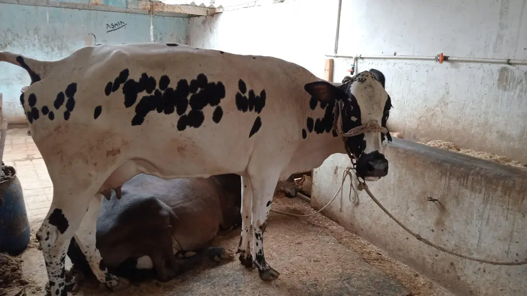 HF Cross Cow with 6-Month Calf – 7 KG Milk Per Time — photo 2