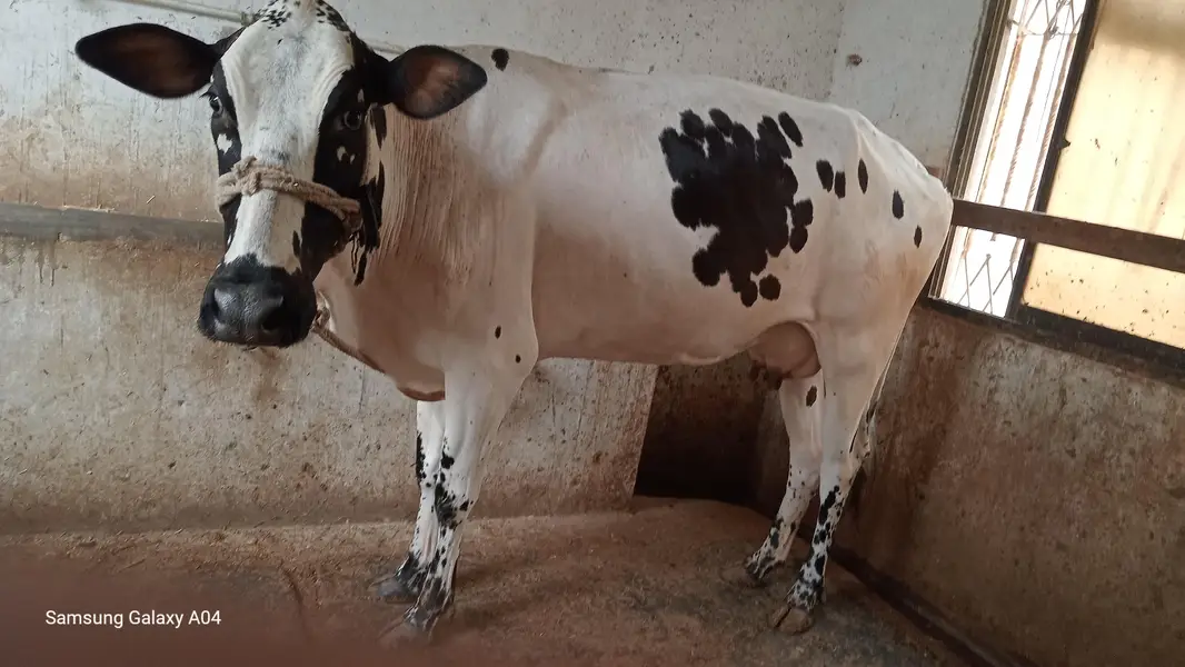 HF Cross Cow with 6-Month Calf – 7 KG Milk Per Time — photo 5