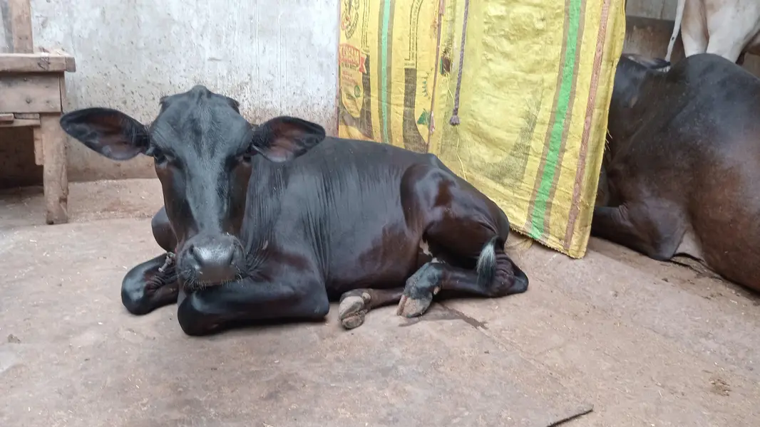 HF Cross Cow with 6-Month Calf – 7 KG Milk Per Time — photo 6