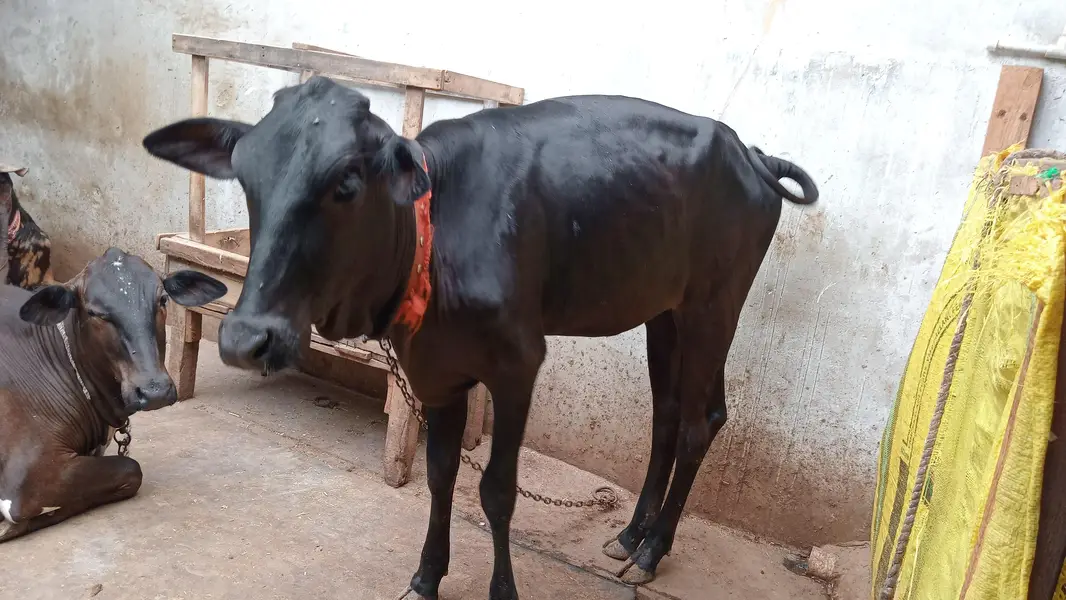 HF Cross Cow with 6-Month Calf – 7 KG Milk Per Time — photo 7