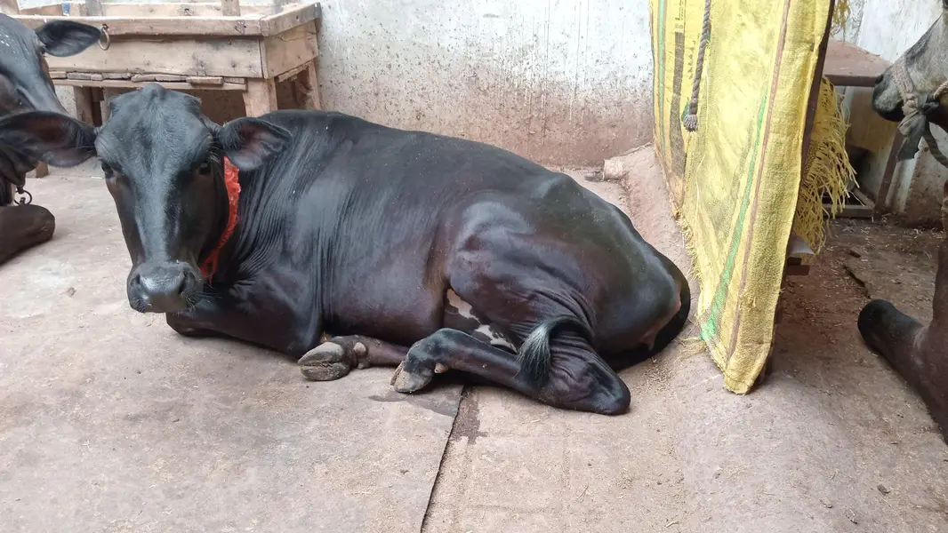 HF Cross Cow with 6-Month Calf – 7 KG Milk Per Time — photo 8