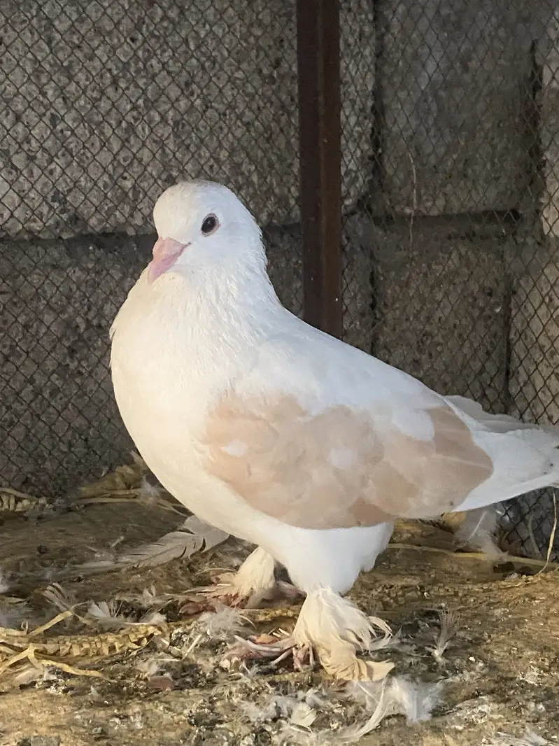 Premium breeding pigeons for sale | 3 lacky and 1 sherazi | healthy — photo 2