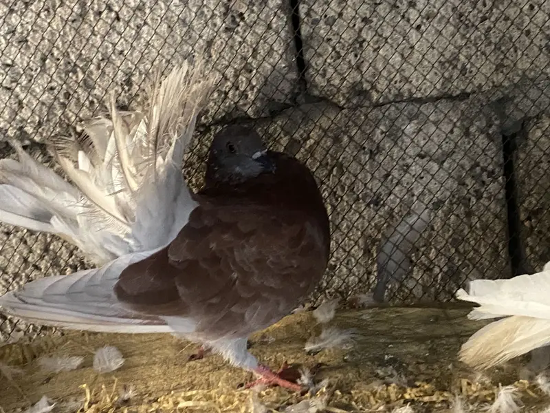 Premium breeding pigeons for sale | 3 lacky and 1 sherazi | healthy — photo 4