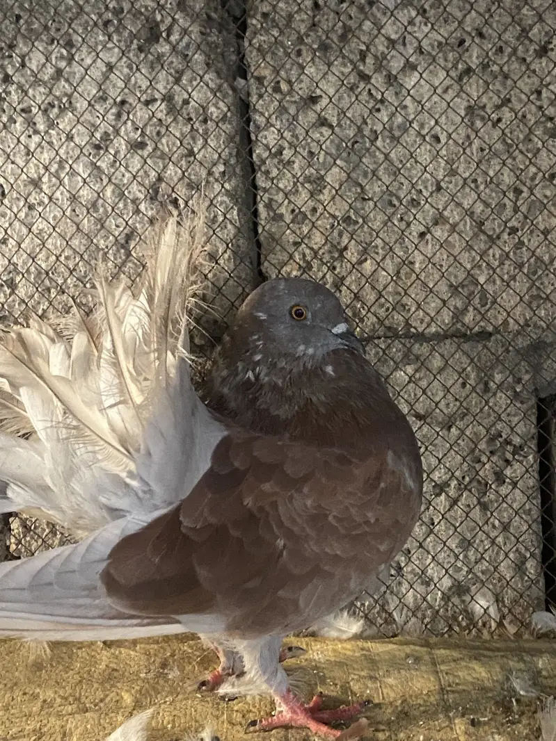 Premium breeding pigeons for sale | 3 lacky and 1 sherazi | healthy — photo 5