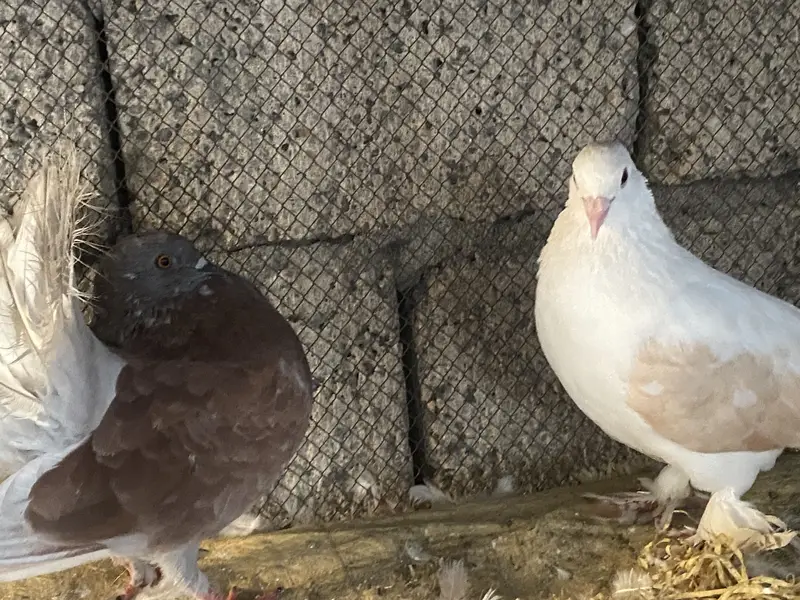 Premium breeding pigeons for sale | 3 lacky and 1 sherazi | healthy — photo 6