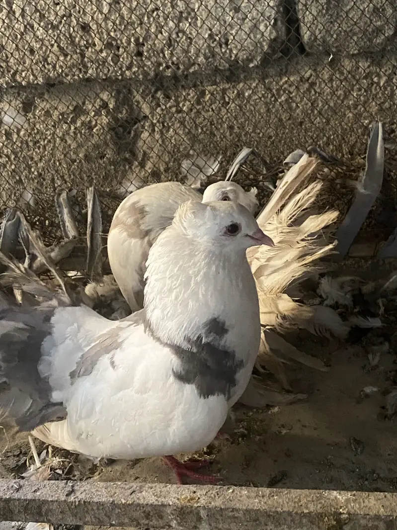 Premium breeding pigeons for sale | 3 lacky and 1 sherazi | healthy — photo 9