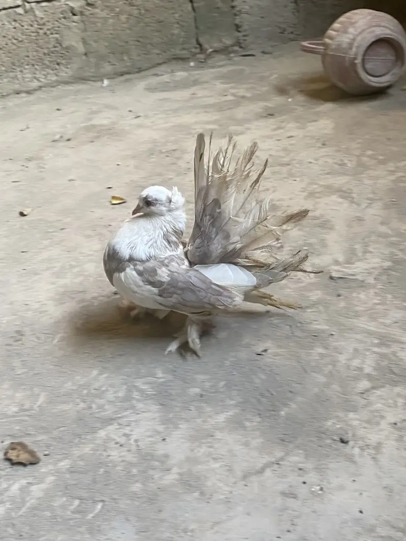 Premium breeding pigeons for sale | 3 lacky and 1 sherazi | healthy — photo 10