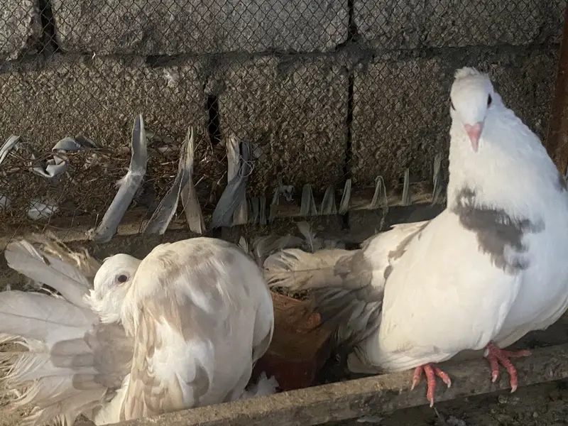 Premium breeding pigeons for sale | 3 lacky and 1 sherazi | healthy — photo 11