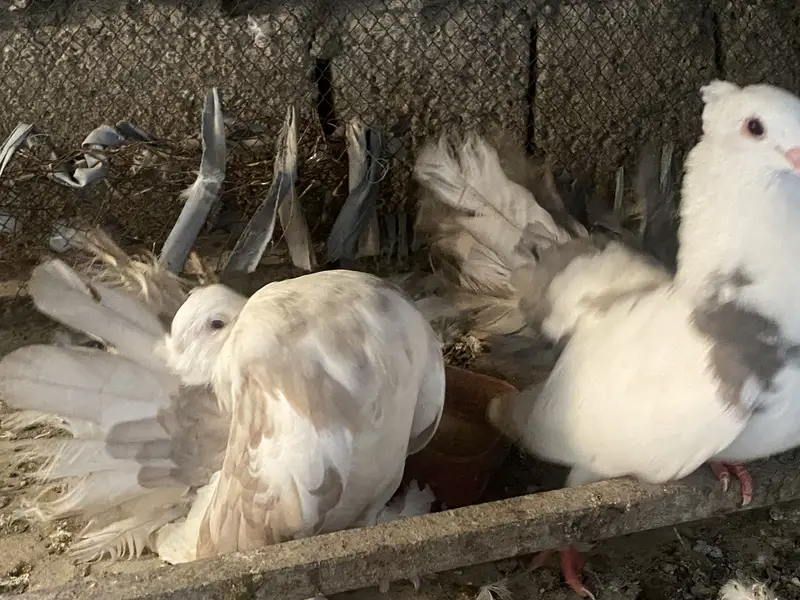 Premium breeding pigeons for sale | 3 lacky and 1 sherazi | healthy — photo 12
