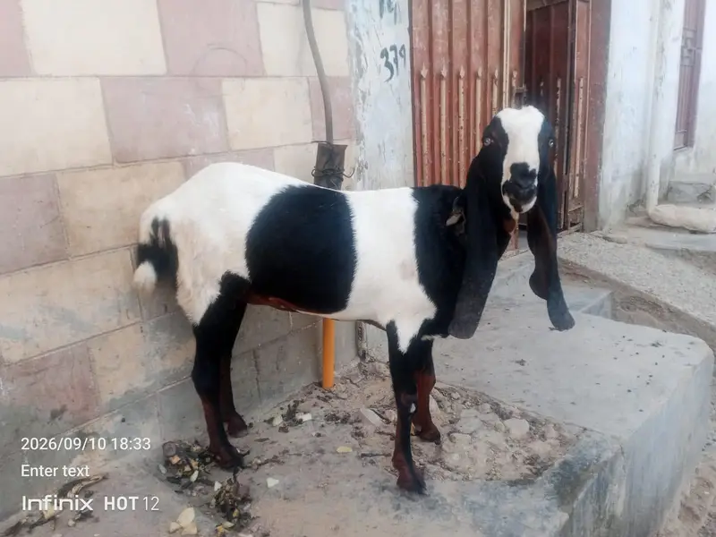 animal — photo 3