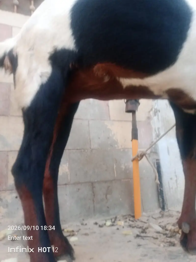 animal — photo 4