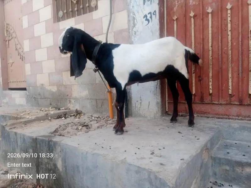 animal — photo 7