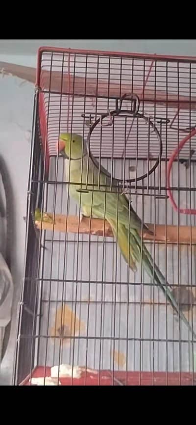 ringack and pineapple conure mall