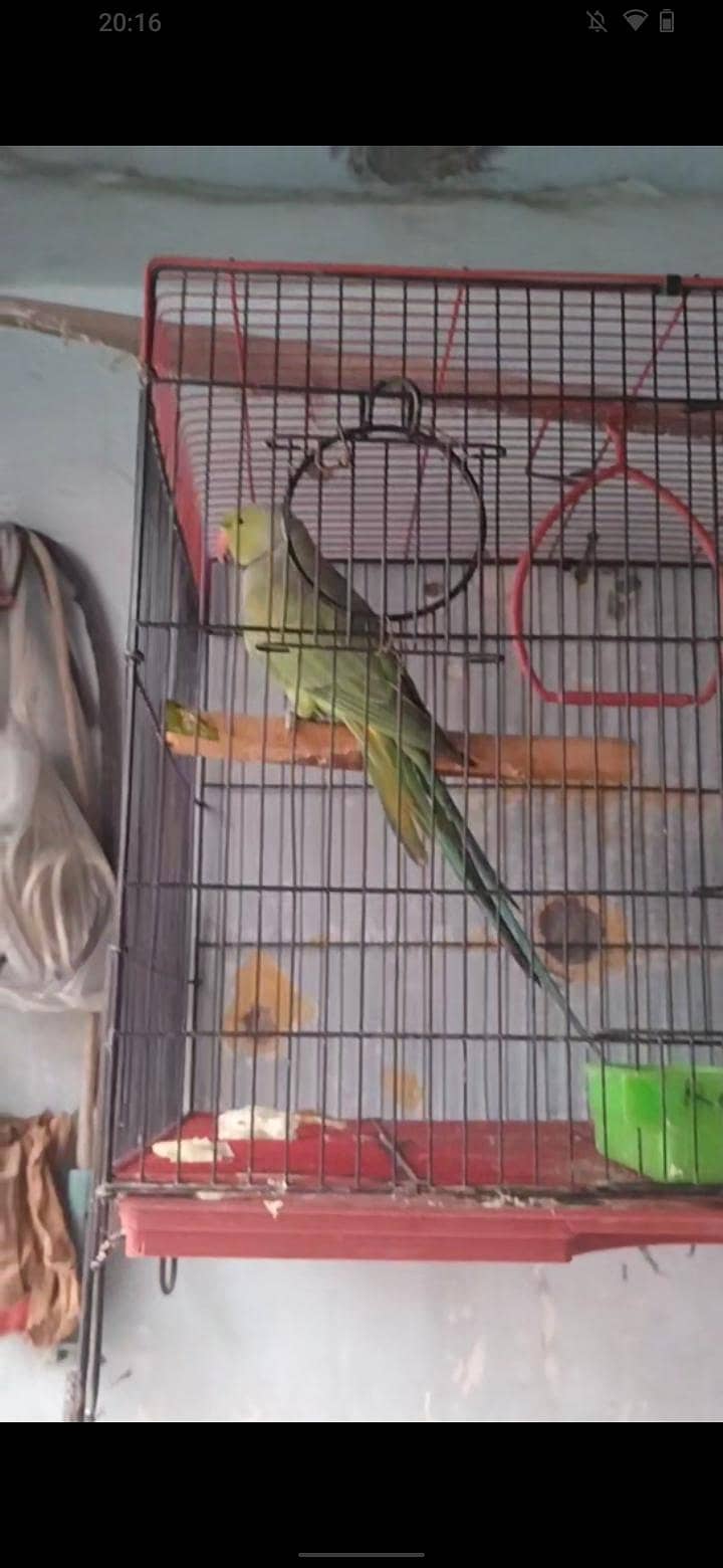ringack pair 10000 5
