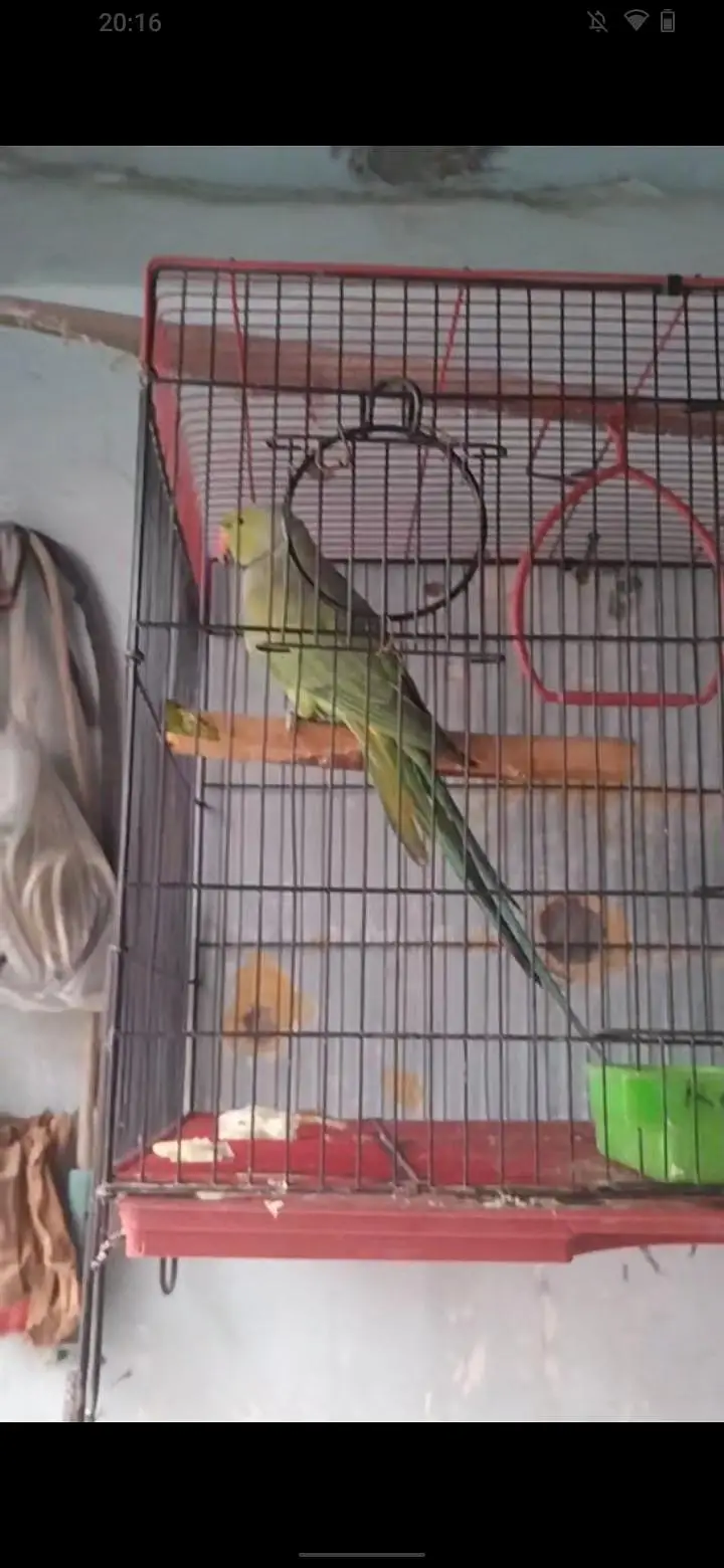 ringack and pineapple conure mall — photo 6