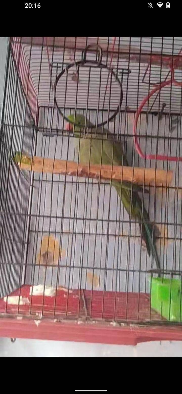 ringack pair 10000 6