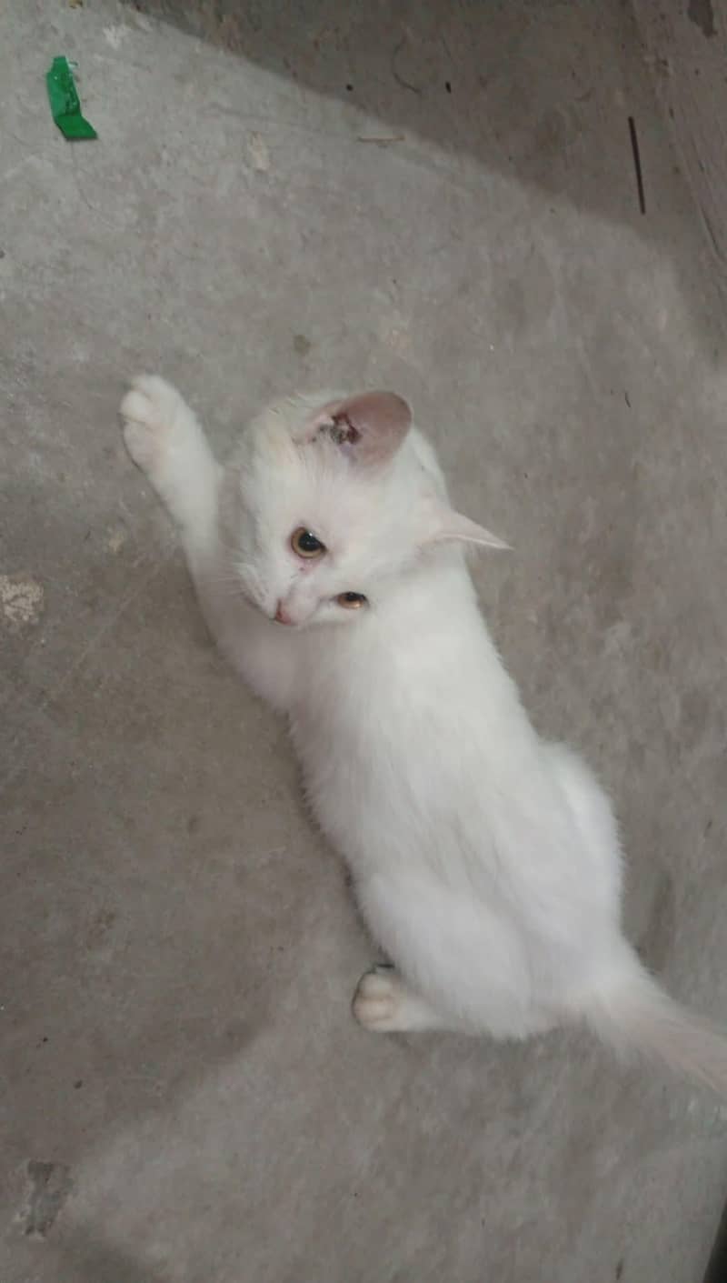 catsuh 0