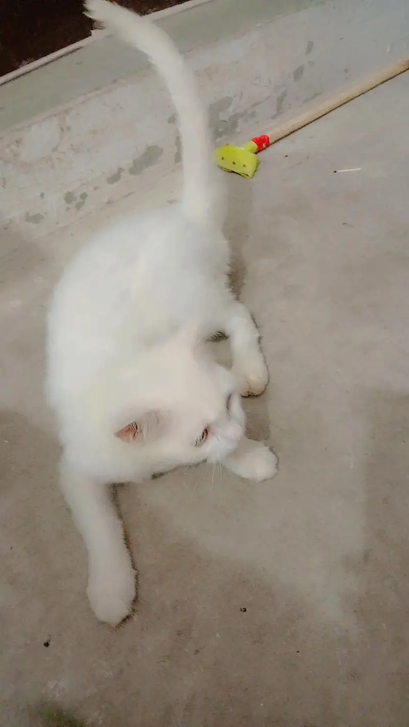 catsuh — photo 2