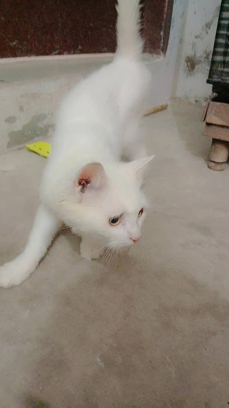 catsuh 2