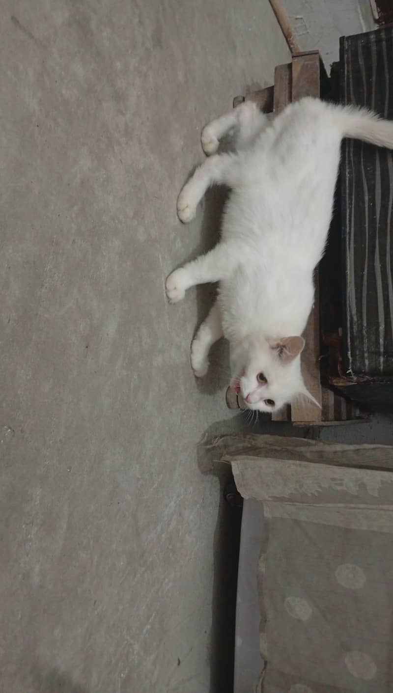 catsuh 3