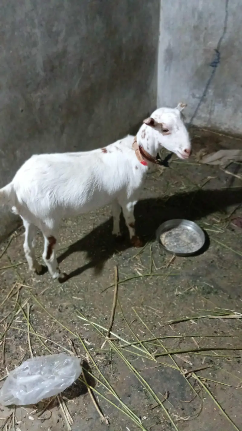Teddy bakri 4 to 5 month ki lagi hoi hai — photo 2