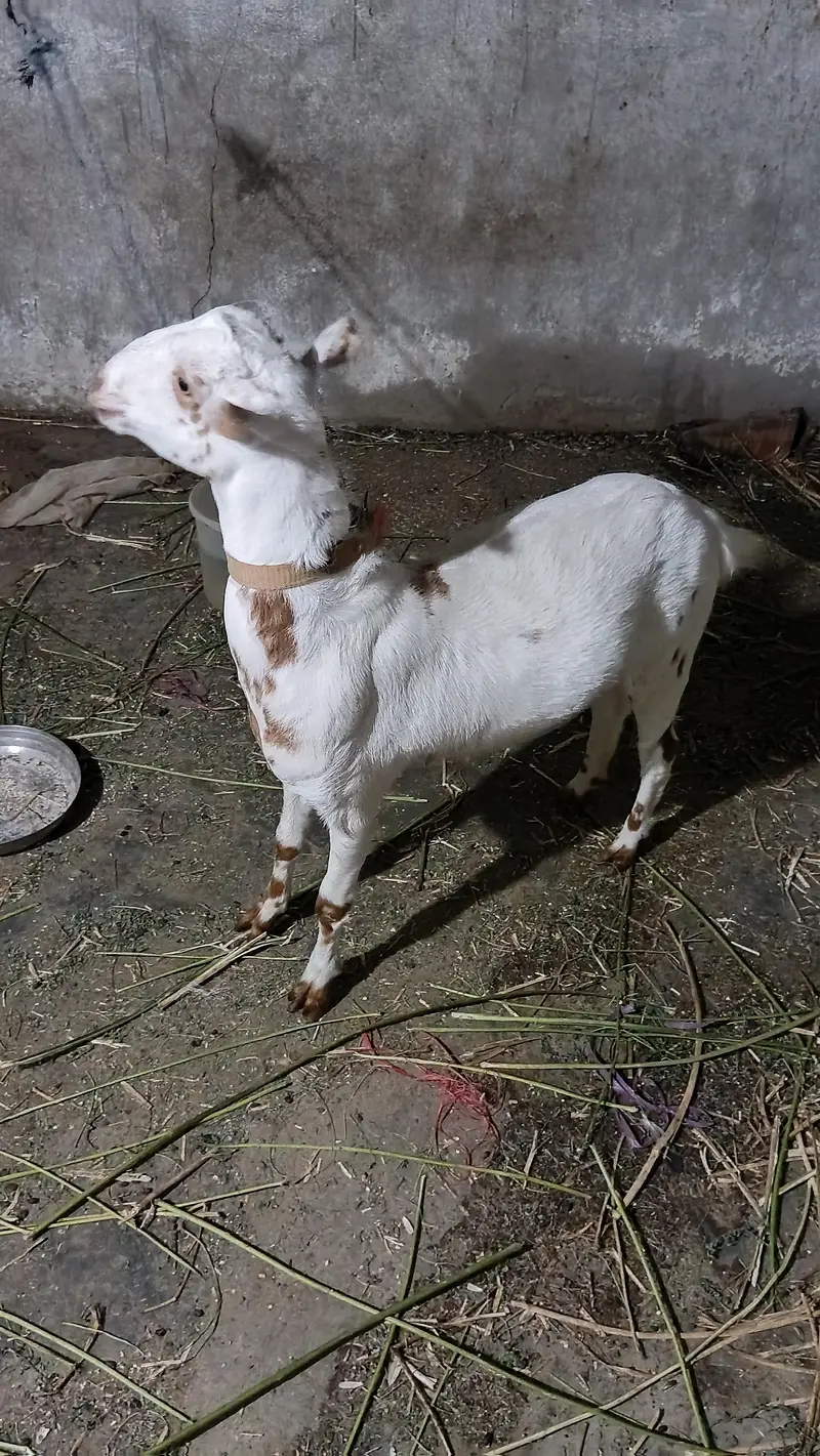Teddy bakri 4 to 5 month ki lagi hoi hai — photo 5