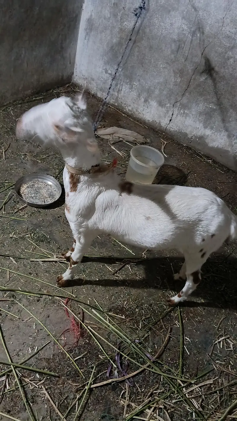 Teddy bakri 4 to 5 month ki lagi hoi hai — photo 6