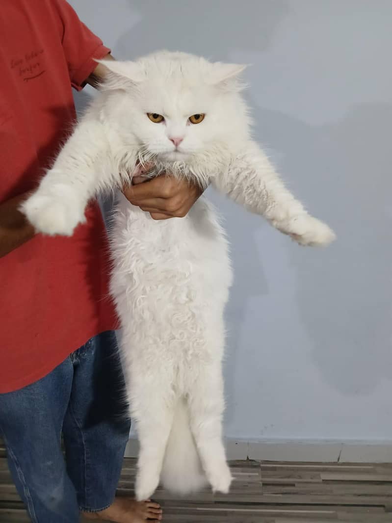 cate persian 0