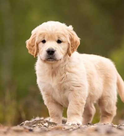 Golden Retriever puppy | Retriever Puppies | Golden Retriever Pupps
