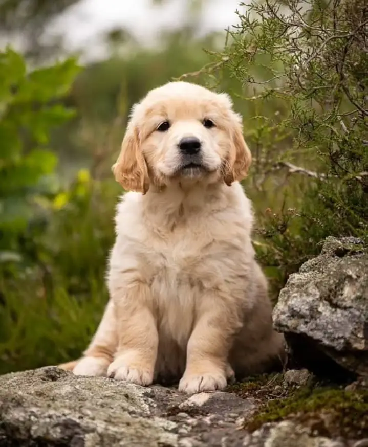 Golden Retriever puppy | Retriever Puppies | Golden Retriever Pupps — photo 3
