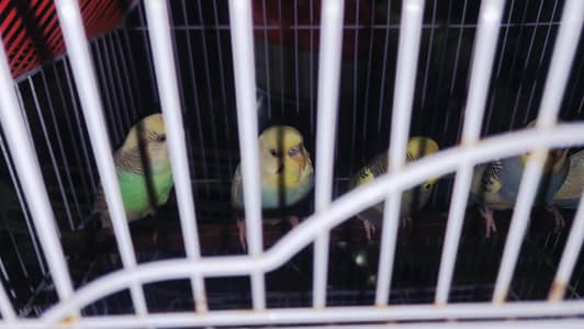 budgies males