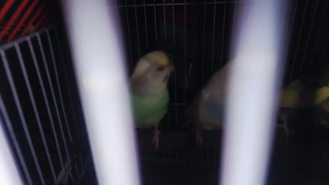budgies males — photo 3