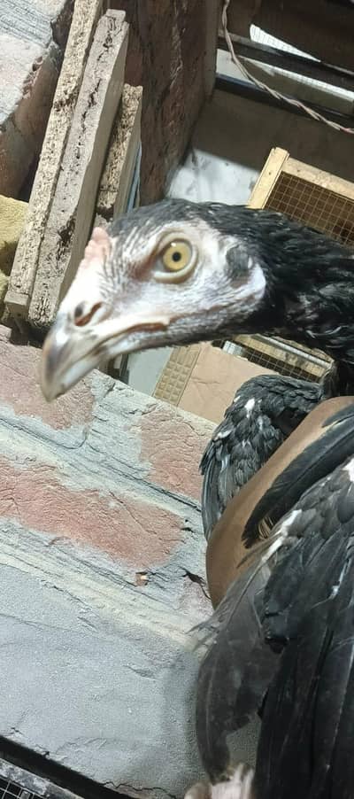 Thai patha quality bird