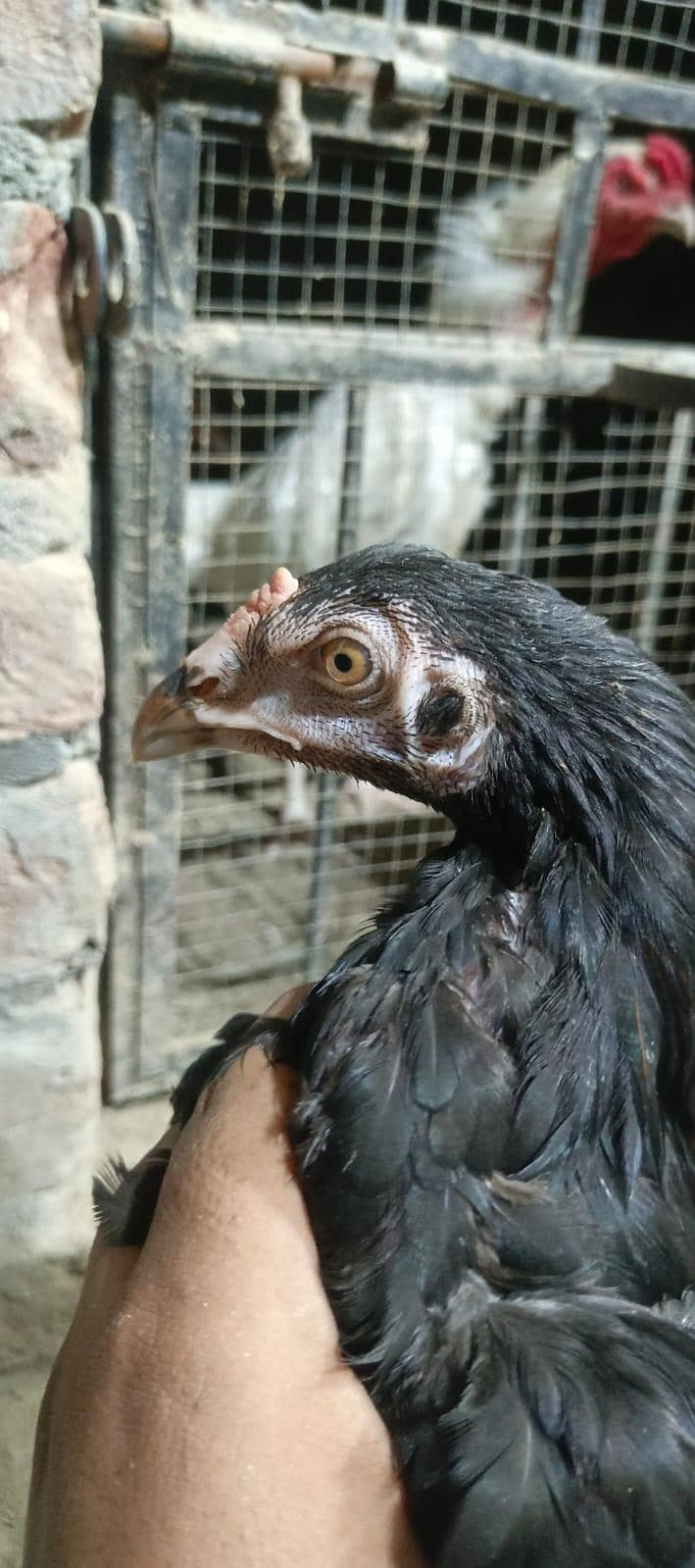 Thai patha quality bird 1