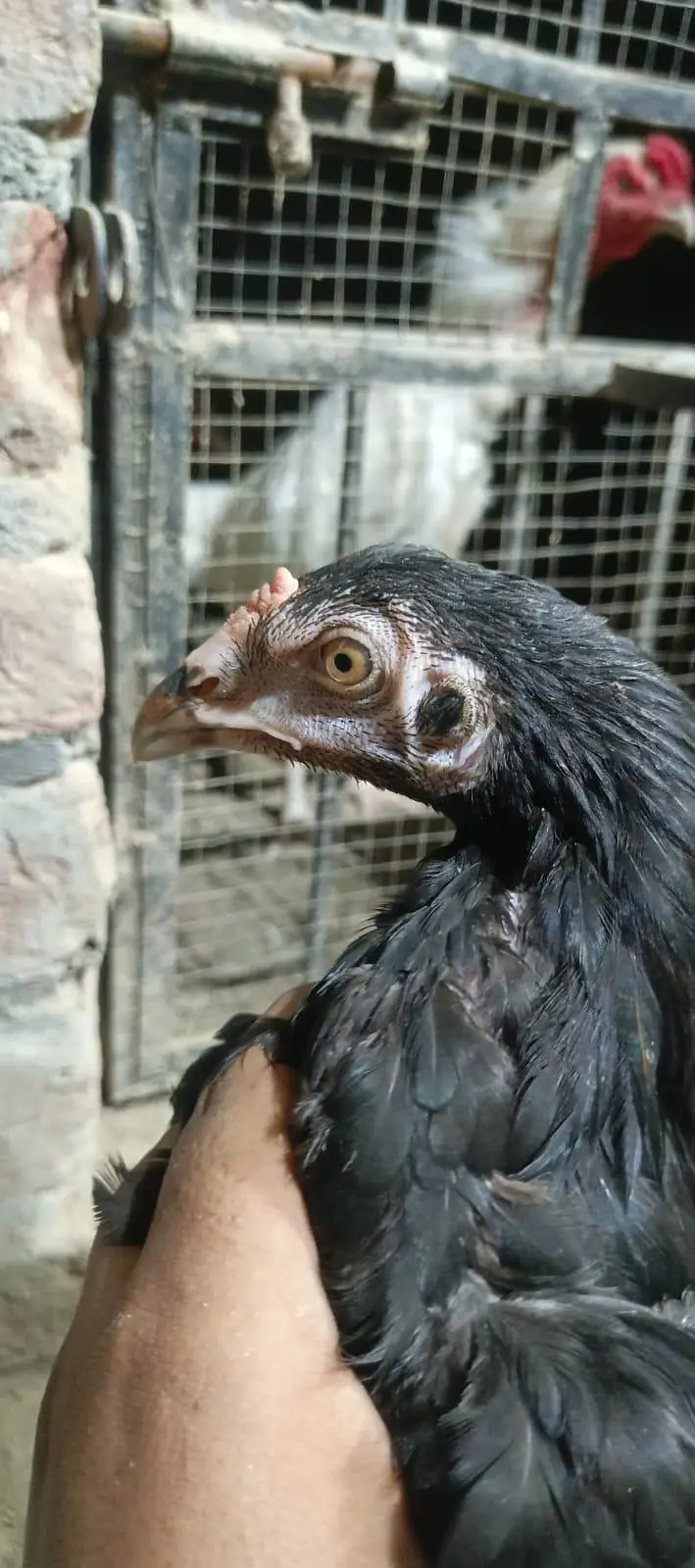 Thai patha quality bird — photo 2