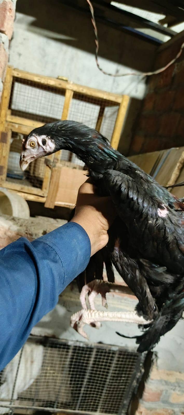 Thai patha quality bird 2